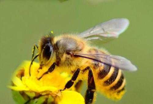  怎么引蜜蜂引蜜蜂方法技巧「用什么方法引蜜蜂 视频」
