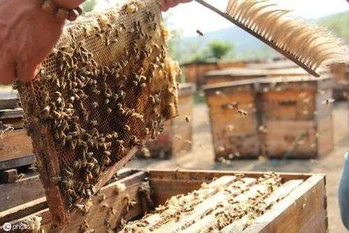 夏天蜂群怎么管理,夏天怎样给蜂群降温 