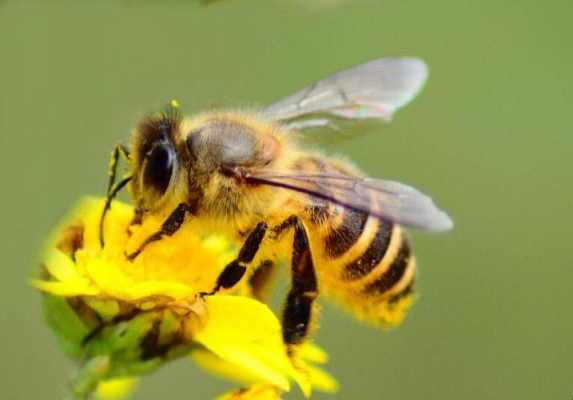  蜜蜂有什么样的身体「蜜蜂的身体是怎样的」