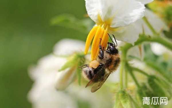 蜜蜂不采蜜了怎么办呀 蜜蜂不采蜜了怎么办
