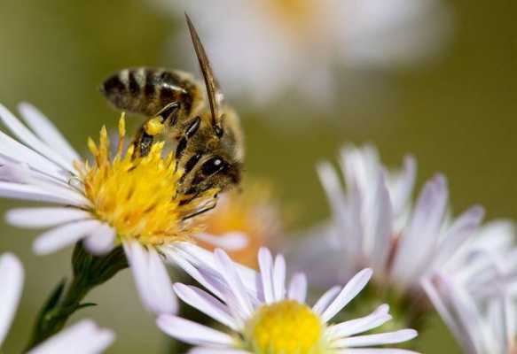 蜜蜂用什么采花蜜,蜜蜂采蜜什么花蜜最好? 