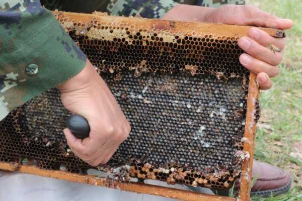 新收的蜜蜂失王的补救方法-新收的蜜蜂怎么要围王