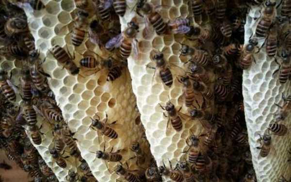 新收的蜜蜂失王的补救方法-新收的蜜蜂怎么要围王