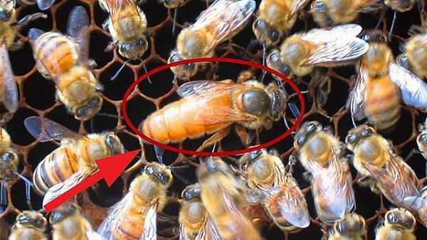 蜜蜂最怕什么药会死亡呢