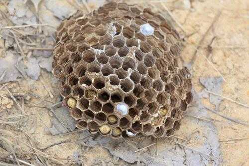 蜂子巢有什么功效（蜂子窝有什么作用与功效）