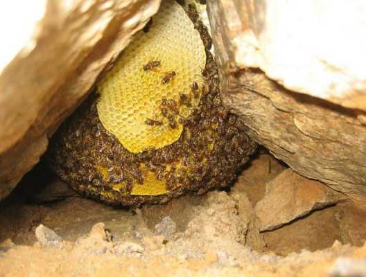蜂子巢有什么功效（蜂子窝有什么作用与功效）