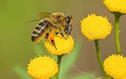 美国 蜜蜂 美国蜜蜂叫什么名字
