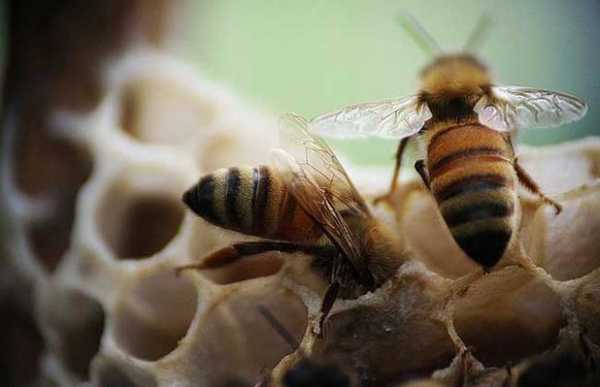  夏天蜜蜂怎么保存「蜜蜂怎么过夏天」