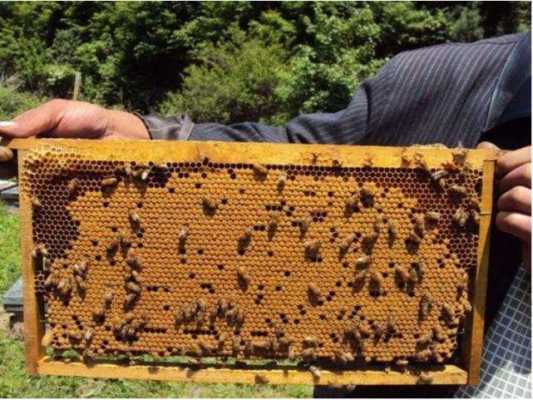 蜂群退蜂怎么办 蜂群退蜂什么原因
