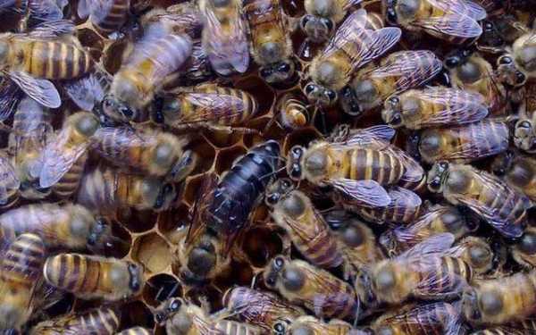 中蜂怎么组织双王群过冬,中蜂双王群养蜂技术 