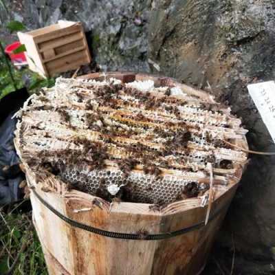 蜂桶怎样处理中蜂才喜欢 桶养中蜂怎么人工分蜂