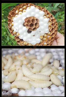 四级蜂蛹营养怎么样,蜂蛹级别图片 
