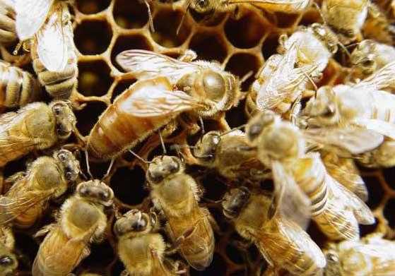  怎么培育优质蜜蜂「怎么培育优质蜜蜂视频」