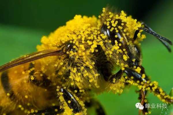 蜂花粉可以晒干嘛