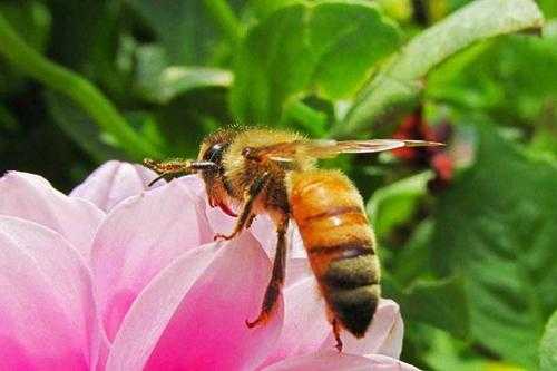 什么时候没有蜜蜂-什么季节不见蜂