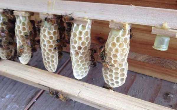 蜜蜂什么时候产生王台