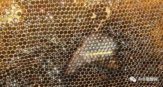 蜜蜂吃了什么会整巢死亡 蜜蜂吃什么才会分泌蜂蜡