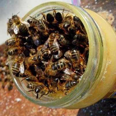 为什么马蜂不产蜂蜜
