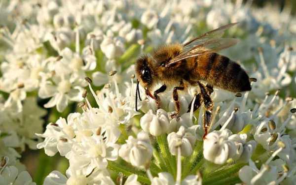 蜜蜂采花粉有什么好处,蜜蜂采花粉对花有什么好处 