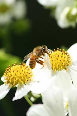 蜜蜂采花粉有什么好处,蜜蜂采花粉对花有什么好处 