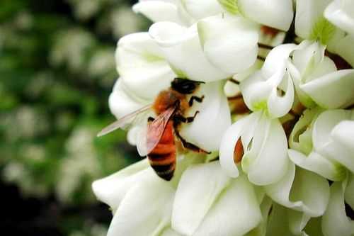 槐花与蜜蜂-蜜蜂怎么区别槐花蜜