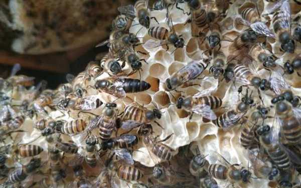 冬季招的蜜蜂怎么养,冬天蜜蜂怎么办 
