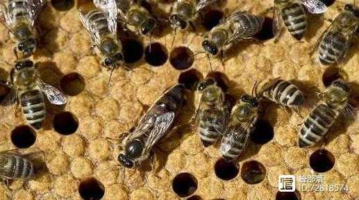 春季如何繁蜂-春繁怎么促进蜂王产卵