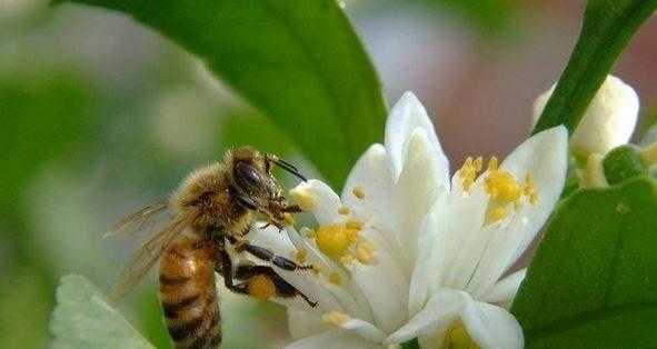 花里面为什么有花蜜,花里面的蜜可以吃吗? 