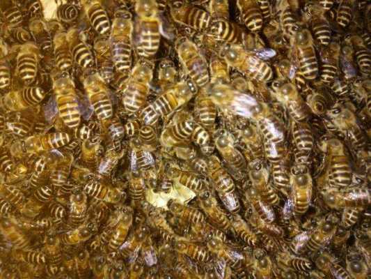  湖南长沙蜜蜂什么时候春繁「湖南蜜蜂什么时候分蜂」