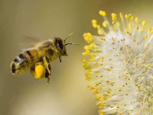 蜜蜂采的花粉有什么功效（蜜蜂采的花粉有什么功效和作用）