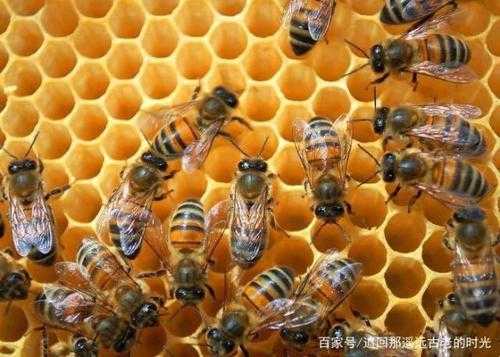 一箱蜜蜂为什么出现两种蜂 为什么一箱峰全部没有蜂蜜