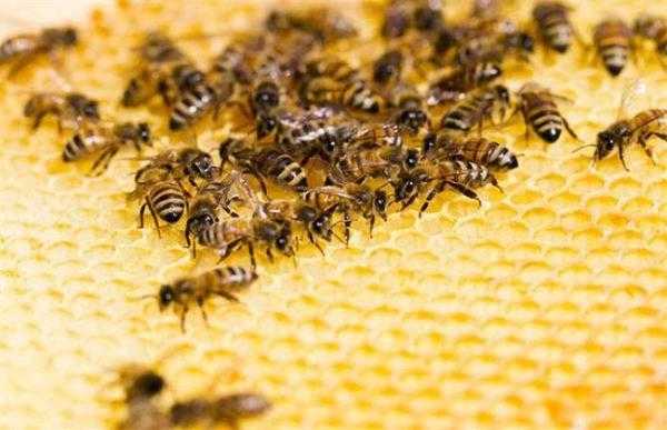 一箱蜜蜂为什么出现两种蜂 为什么一箱峰全部没有蜂蜜