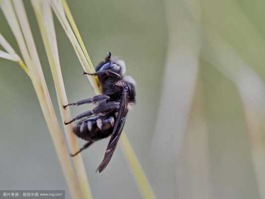 黑尾巴蜜蜂