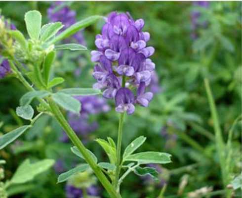 紫花苜蓿蜂蜜多少钱一斤-紫花苜蓿的蜜怎么样