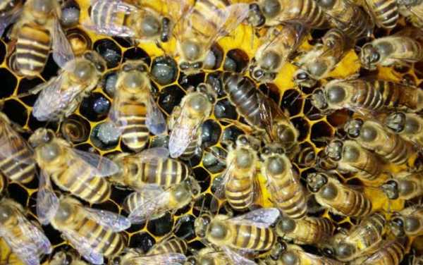 蜜蜂为什么分蜂