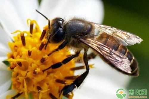 什么可以解蜜蜂毒最快-什么可以解蜜蜂毒