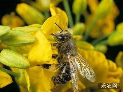 硫磺跟蜜蜂消毒方法 硫磺对蜜蜂什么好处