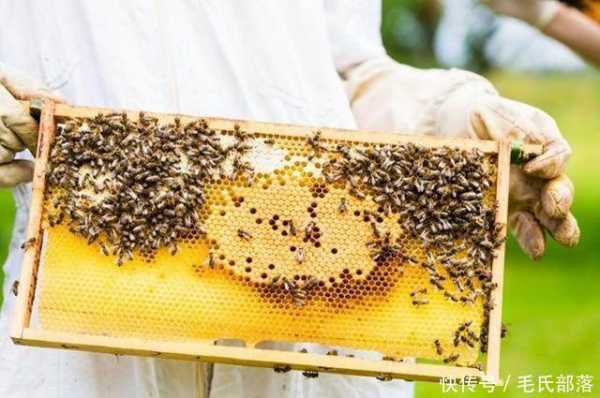 硫磺跟蜜蜂消毒方法 硫磺对蜜蜂什么好处