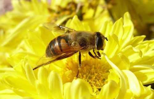 蜜蜂花粉中毒怎么解决