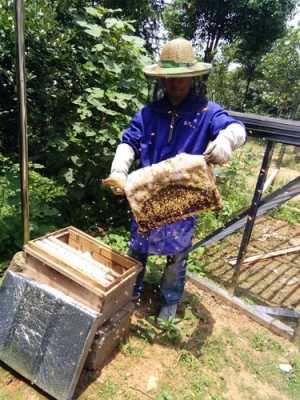 才收的蜜蜂要怎么养活-才收的蜜蜂要怎么养