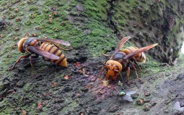 吃蜂蜜的胡蜂为什么被攻击的简单介绍