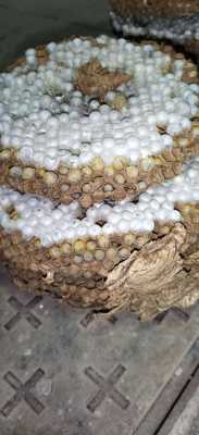 蜂蛹在蜂巢里怎么吃东西什么长大-有蜂蛹的蜂巢怎么吃