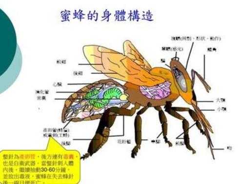 蜜蜂由什么进化的_蜜蜂的进化及发展史