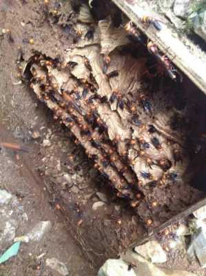 养殖的胡蜂被偷怎么办的简单介绍