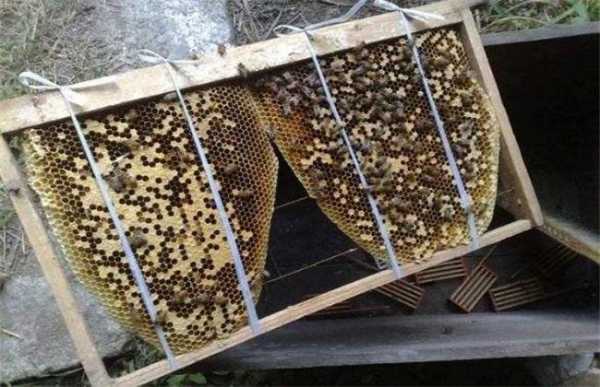 诱来的蜂怎么过箱,诱到的蜜蜂怎么过箱 