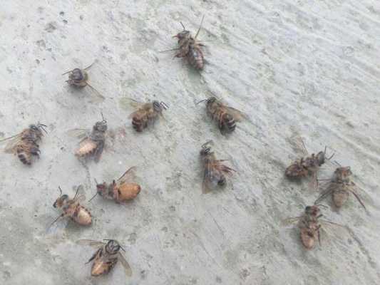 为什么中蜂幼蜂死亡-幼蜂怎么会中毒