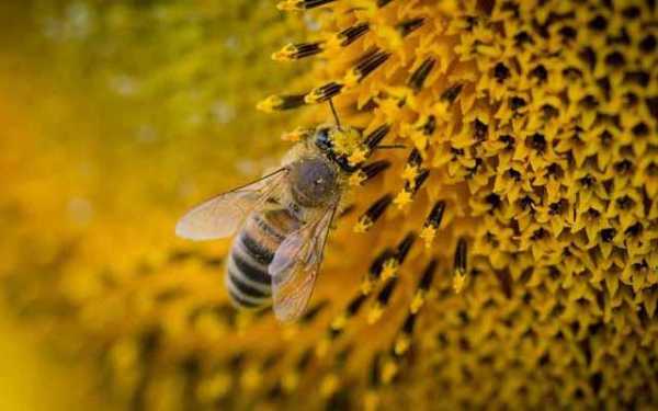 蜜蜂怎么样把花蜜变成蜂蜜（蜜蜂怎么样把花蜜变成蜂蜜的）