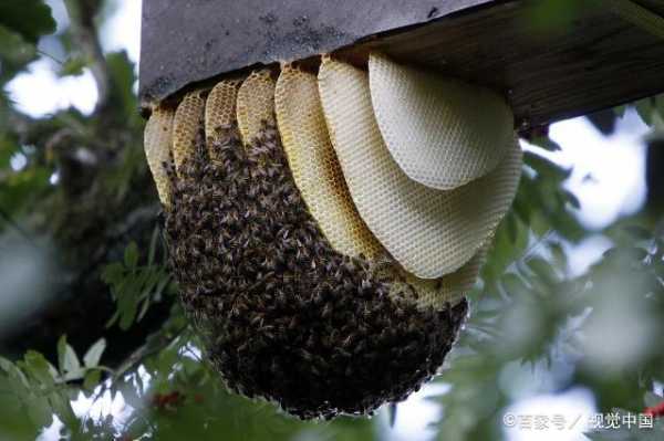 什么季节分蜜蜂,什么季节分蜜蜂和蜂巢 