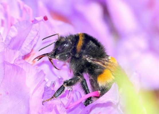 紫色蜜蜂图片-紫色的蜜蜂是什么蜂