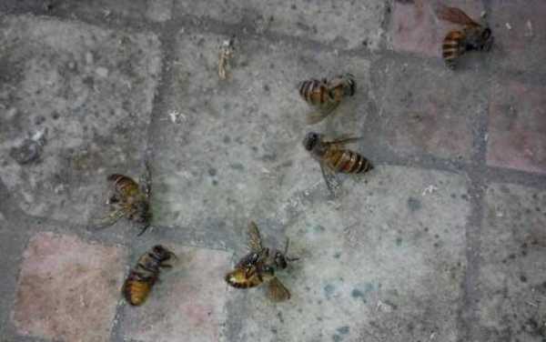 中蜂怎么有很多蜂在家,中蜂乱飞怎么回事 
